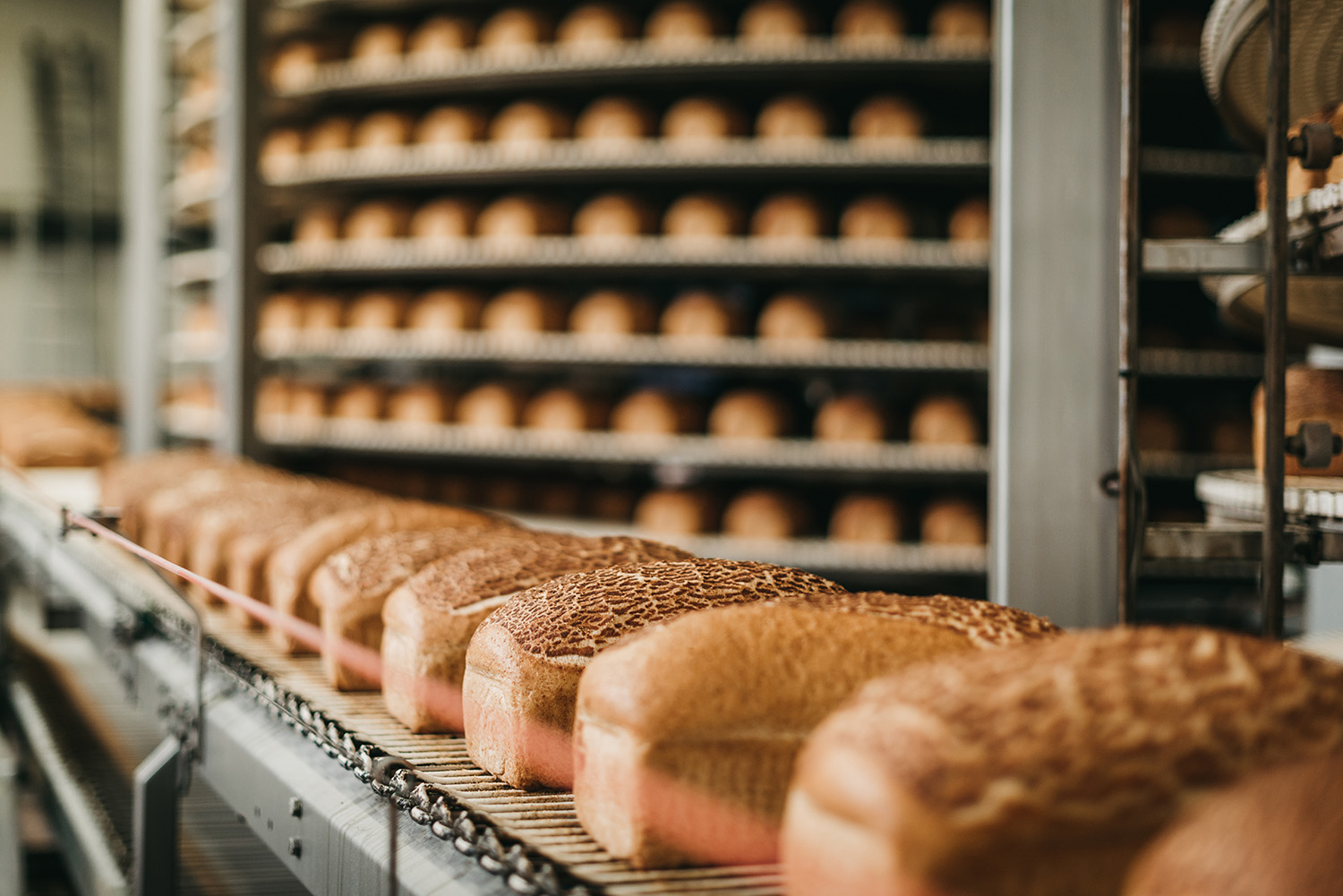 Bread loaves on a conve yor belt, with dozens more in the background being baked.